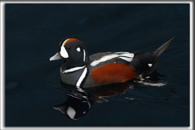 ARLEQUIN PLONGEUR   /    HARLEQUIN DUCK