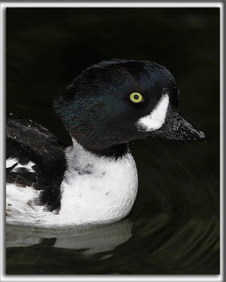 GARROT D'ISLAND   /     BARROW'S GOLDENEYE