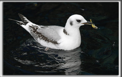 MOUETTE TRIDACTYLE, premier hiver   /   BLACK-LEGGED KITIWAKE, first winter    _MG_7518