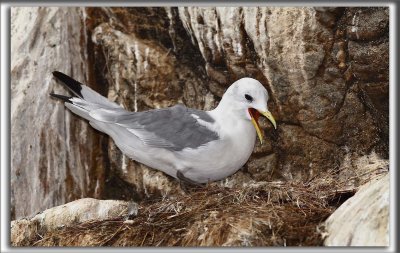 MOUETTE TRIDACTYLE   /   BLACK-LEGGED KITIWAKE