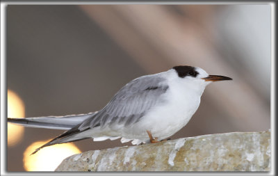 STERNE CASPIENNE   /   CASPIAN TERN