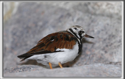 TOURNEPIERRE  COLLIER    /    RUDDY TURNSTONE    _MG_7449