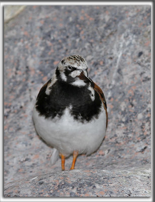 TOURNEPIERRE  COLLIER    /    RUDDY TURNSTONE    _MG_7474