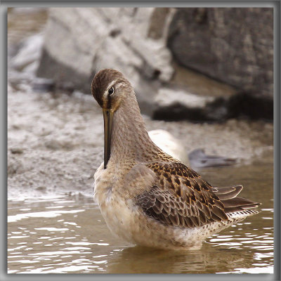 _BCASSIN  LONG BEC   /  LONG-BILLED DOWITCHER    MG_3800