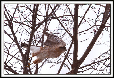 PERVIER BRUN   /   SHARP-SHINNED HAWK    _MG_3902 