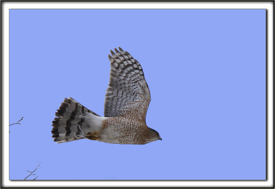 PERVIER BRUN   /   SHARP-SHINNED HAWK