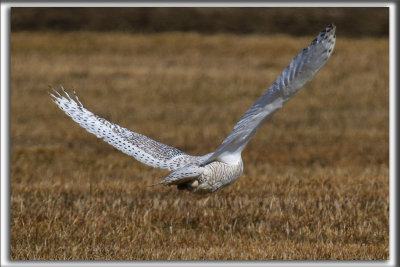 HARFANG DES NEIGES  -  SNOWY OWL    _HP_3548 