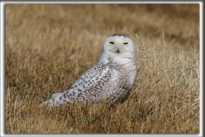HARFANG DES NEIGES  -  SNOWY OWL    _HP_3532 