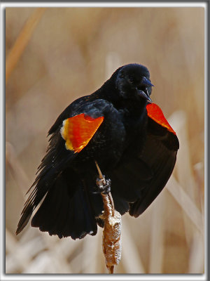CAROUGE  PAULETTES, mle  /  RED-WINGED BLACKBIRD, male    _HP_3658