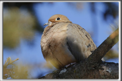 TOURTERELLE TRISTE /  MOURNING DOVE