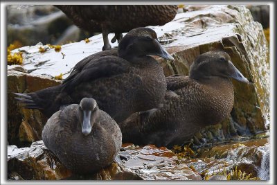 EIDER  DUVET  /  COMMON EIDER, femelle   _HP_9417