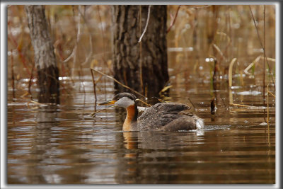 GRBE JOUGRIS   /   RED-NECKED GREBE  -  Plumage nuptial / spring feathers    _MG_3696