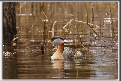 GRBE JOUGRIS   /   RED-NECKED GREBE