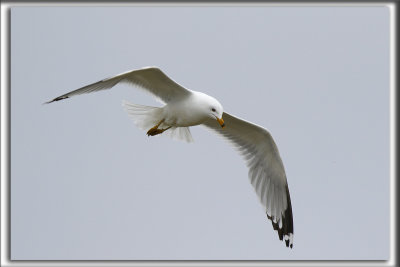 GOLAND  BEC CERCL  /  RING-BILLED GULL    _HP_7822