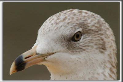 GOLAND  BEC CERCL  /  RING-BILLED GULL