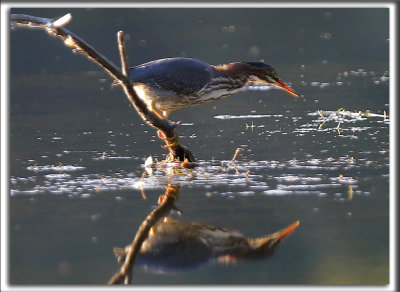 HERON VERT  /  GREEN HERON    _HP_7139