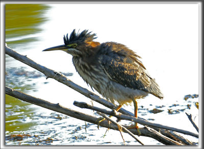 HERON VERT  /  GREEN HERON