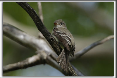 MOUCHEROLLE PHBI   /   EASTERN PHOEBE    _HP_4120