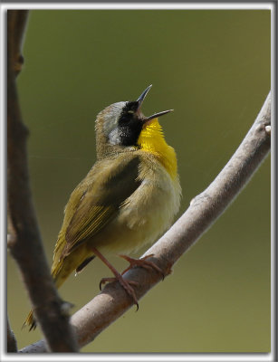 PARULINE MASQUE  mle  /  COMMON YELLOWTHROAT WARBLER, male    _HP_4807