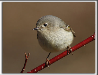  ROITELET  COURONNE RUBIS   /   RUBY-CROWNED  KINGLET    _HP_3209