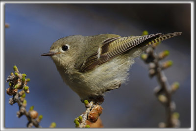 ROITELET  COURONNE RUBIS   /   RUBY-CROWNED  KINGLET    _HP_3219
