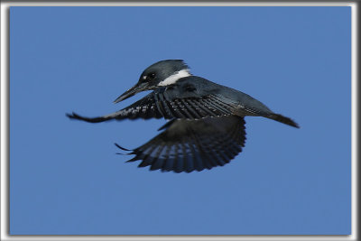 MARTIN PCHEUR  /  BELTED KINGFISHER    _HP_5022