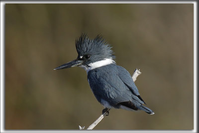 MARTIN PCHEUR  /  BELTED KINGFISHER    HP_5167