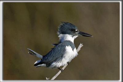 MARTIN PCHEUR  /  BELTED KINGFISHER    _HP_5129 