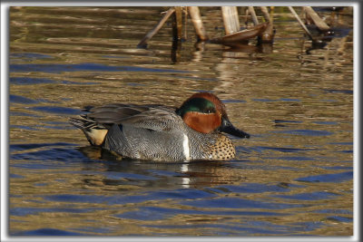 SARCELLE D'HIVER mle  -  GREEN-WINGED male   _HP_5517