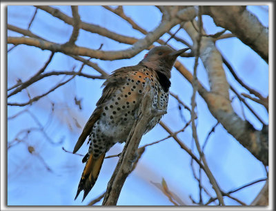 PIC FLAMBOYANT / NORTHERN FLICKER    _HP_4971