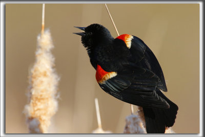 CAROUGE  PAULETTES, mle  /  RED-WINGED BLACKBIRD, male    _HP_5003