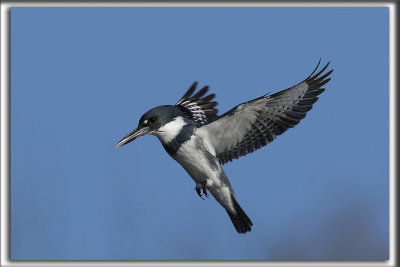 MARTIN PCHEUR  /  BELTED KINGFISHER