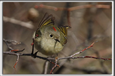 ROITELET  COURONNE RUBIS   /   RUBY-CROWNED  KINGLET