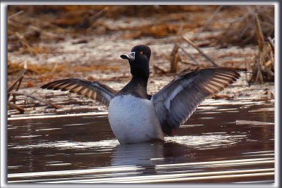 FULIGULE  COLLIER, mle /  RING-NECKED DUCK, male      _HP_5236 
