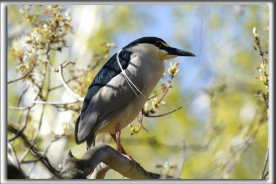 BIHOREAU GRIS, mle   /   BLACK-CROWNED NIGHT-HERON, male    _HP_6338