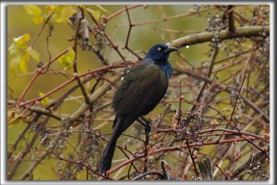 QUISCALE BRONZ  /  COMMON GRACKLE    _HP_6523
