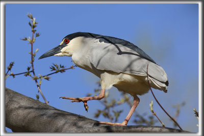 BIHOREAU GRIS, mle   /   BLACK-CROWNED NIGHT-HERON, male    _HP_6146