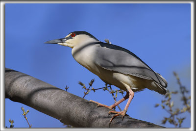 BIHOREAU GRIS, mle   /   BLACK-CROWNED NIGHT-HERON, male    _HP_6158 