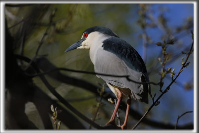 BIHOREAU GRIS, mle   /   BLACK-CROWNED NIGHT-HERON, male    _HP_6281