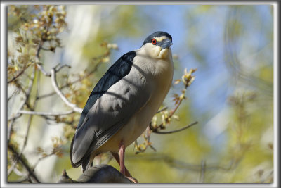 BIHOREAU GRIS, mle   /   BLACK-CROWNED NIGHT-HERON, male    _HP_6362 