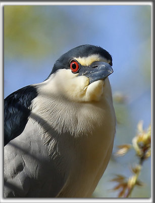 BIHOREAU GRIS, mle   /   BLACK-CROWNED NIGHT-HERON, male    _HP_6362