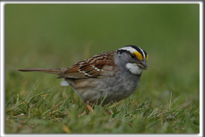 BRUANT  GORGE BLANCHE  /  WHITE-THROATED SPARROW