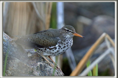 CHEVALIER GRIVEL   /   SPOTTED SANDPIPER     _HP_6702