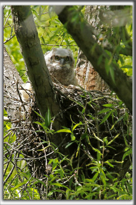 BB GRAND-DUC D'AMRIQUE    /   BABY GREAT HORNED OWL    _HP_8546