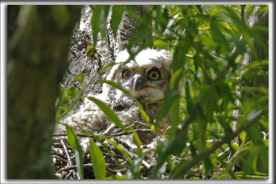 BB GRAND-DUC D'AMRIQUE    /   BABY GREAT HORNED OWL    _HP_8733