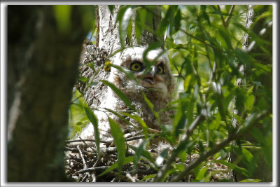 BB GRAND-DUC D'AMRIQUE    /   BABY GREAT HORNED OWL    _HP_8827