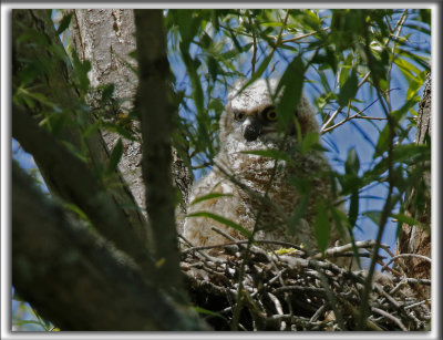 BB GRAND-DUC D'AMRIQUE    /   BABY GREAT HORNED OWL    _HP_9072