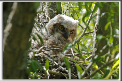 BB GRAND-DUC D'AMRIQUE    /   BABY GREAT HORNED OWL    _HP_8752