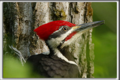 GRAND-PIC   /   PILEATED WOODPECKER    _HP_0091
