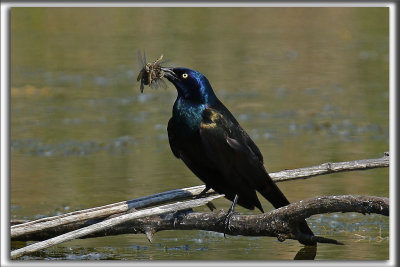 QUISCALE BRONZ, l'heure du lunch   /  COMMON GRACKLE, lunch time    _HP_0678